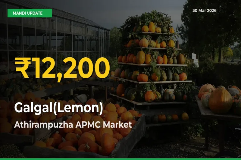 Big Jump in Galgal(Lemon) Prices! Athirampuzha APMC Records New Peak Today