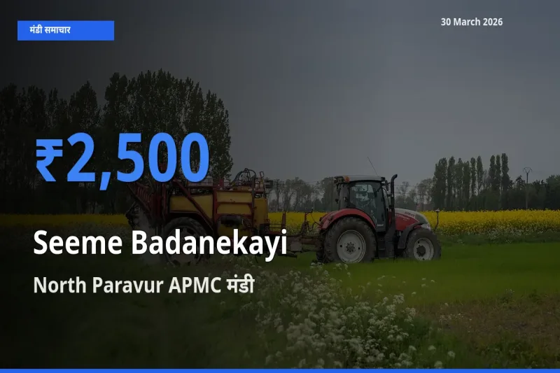 North Paravur APMC मंडी में सीमेबदनेकाई ₹2,500 पर पहुँचा – आज का सर्वोच्च भाव