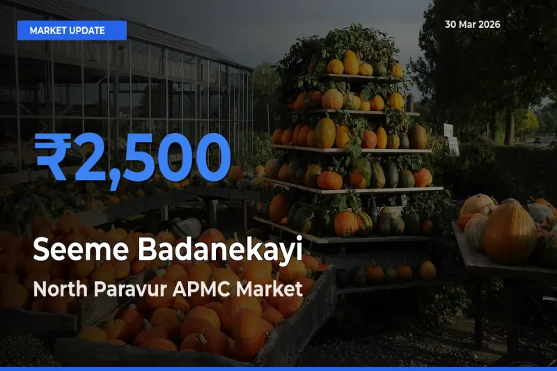 North Paravur APMC Offers ₹2,500 – Highest Seeme Badanekayi Rate Today