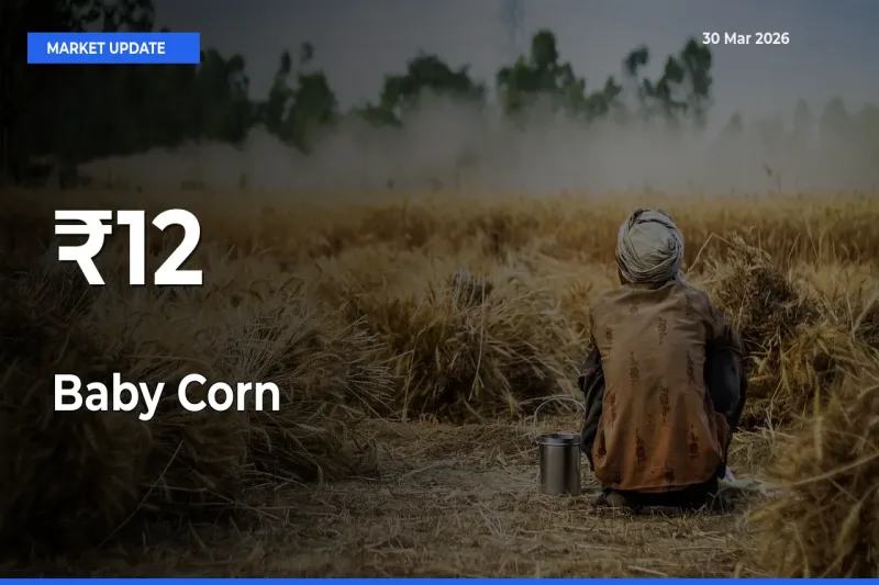Baby Corn Prices Trend Across 12+ Mandis – Market Direction Turns Clear