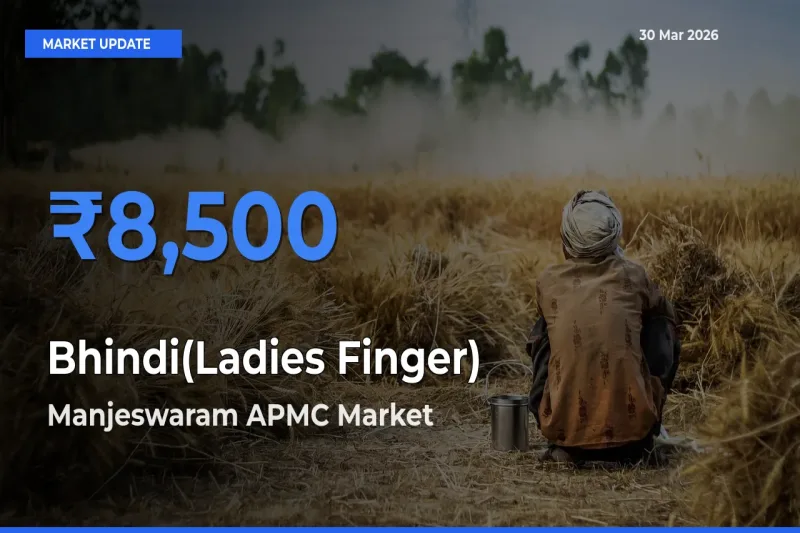 Manjeswaram APMC Leads as Top Mandi for Bhindi(Ladies Finger) Prices