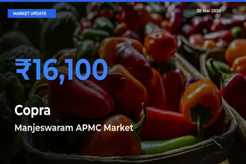 Manjeswaram APMC Tops Copra Rates – March 30 Market Update