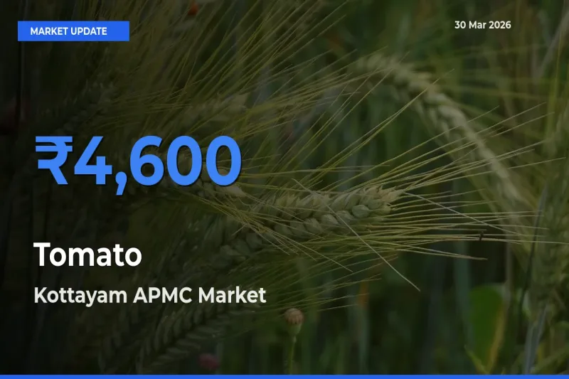 Kottayam APMC Tops Tomato Mandi Rates Today