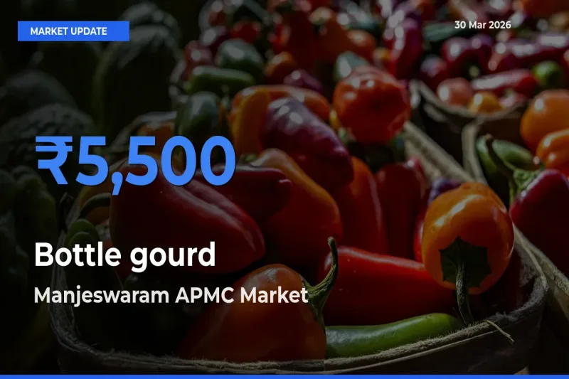 Bottle gourd Mandi Rate Today: Manjeswaram APMC Tops the List