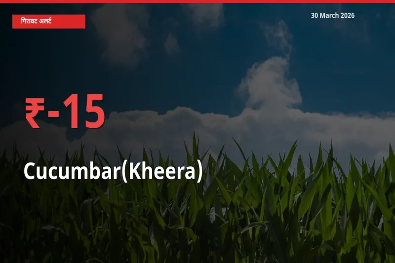 बाज़ार संकेत: खीरा के भाव मंडी में 15.03% नीचे