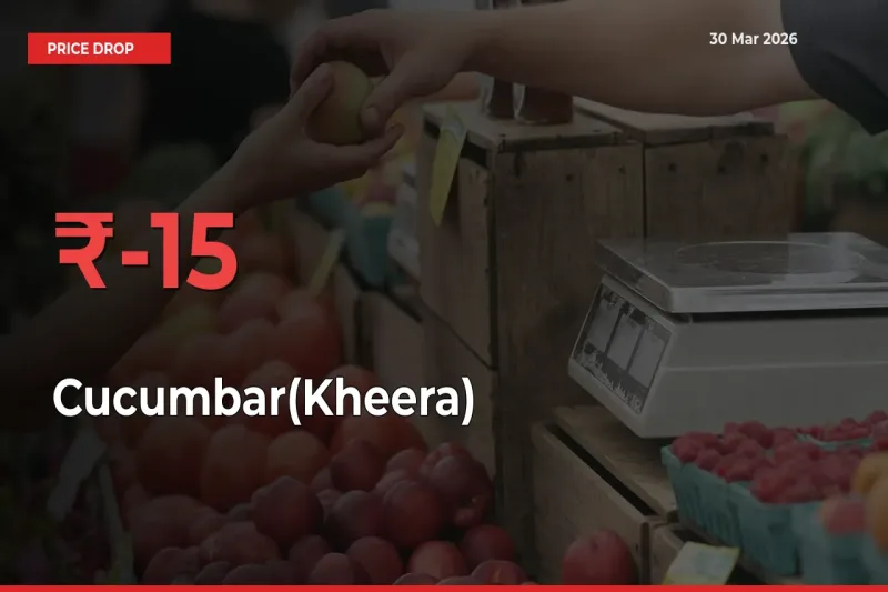 Sharp Fall! Cucumbar(Kheera) Prices Plunge 15.03% in a Day at Key Mandis