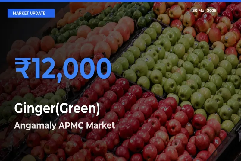 Top Performer! Angamaly APMC Offers Best Ginger(Green) Price Today