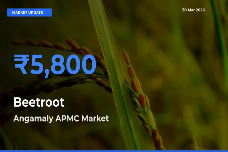 Angamaly APMC Offers ₹5,800 – Highest Beetroot Rate Today