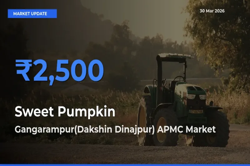 Gangarampur(Dakshin Dinajpur) APMC Offers ₹2,500 – Highest Sweet Pumpkin Rate Today