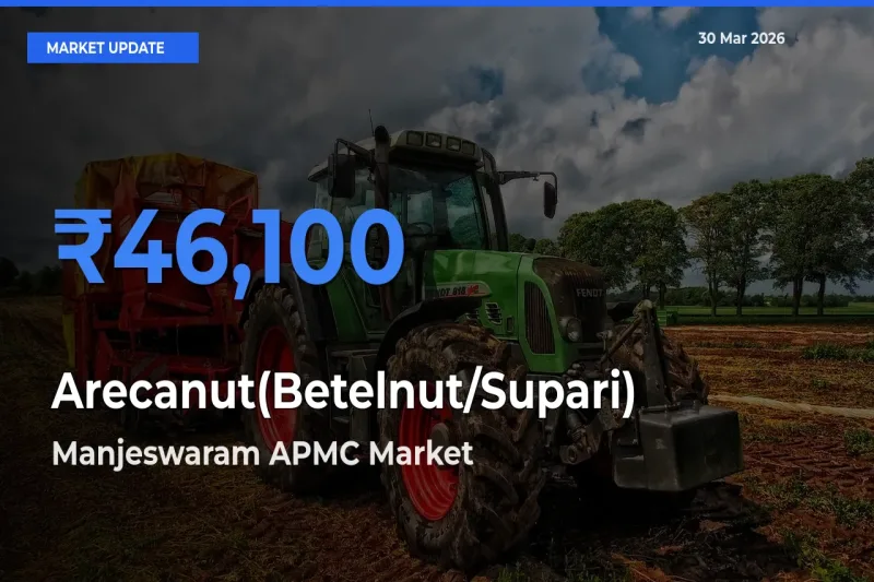 Arecanut(Betelnut/Supari) Mandi Rate Today: Manjeswaram APMC Tops the List