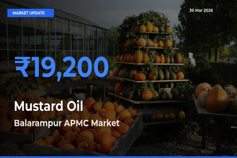 Mustard Oil Mandi Rate Today: Balarampur APMC Tops the List