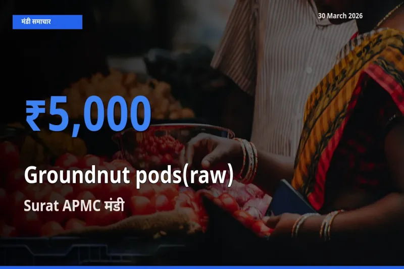 30 March अपडेट: कच्ची मूंगफली (फली सहित) के सबसे ऊँचे दाम Surat APMC मंडी में