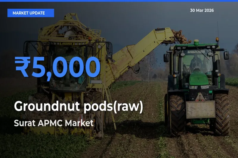 Surat APMC Emerges as Top Mandi for Groundnut pods(raw) Prices Today