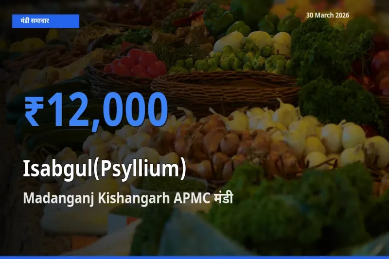 आज इसबगोल के सबसे ऊँचे दाम ₹12,000 Madanganj Kishangarh APMC मंडी में