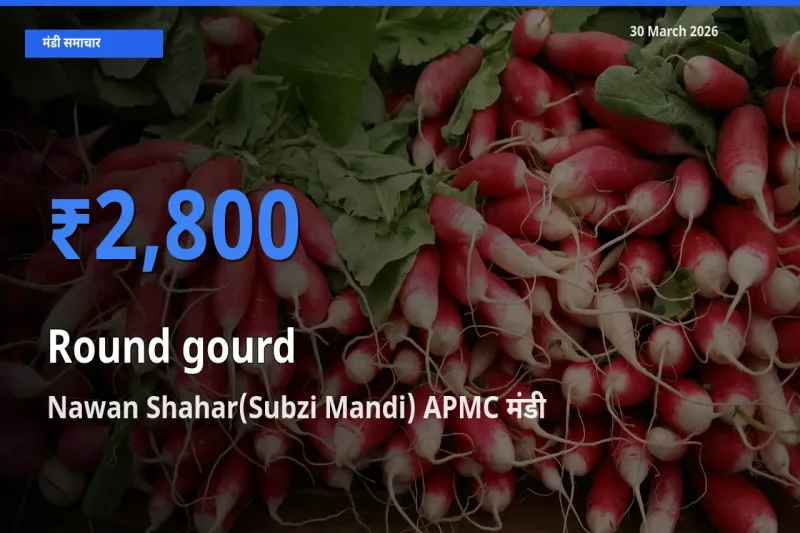 किसानों की पसंद बना Nawan Shahar(Subzi Mandi) APMC, गोल लौकी के सबसे अच्छे दाम