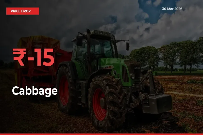 Sudden Shock! Cabbage Drops 15.22% in 24 Hours at Top Mandis
