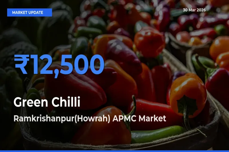 Top Performer! Ramkrishanpur(Howrah) APMC Offers Best Green Chilli Price Today