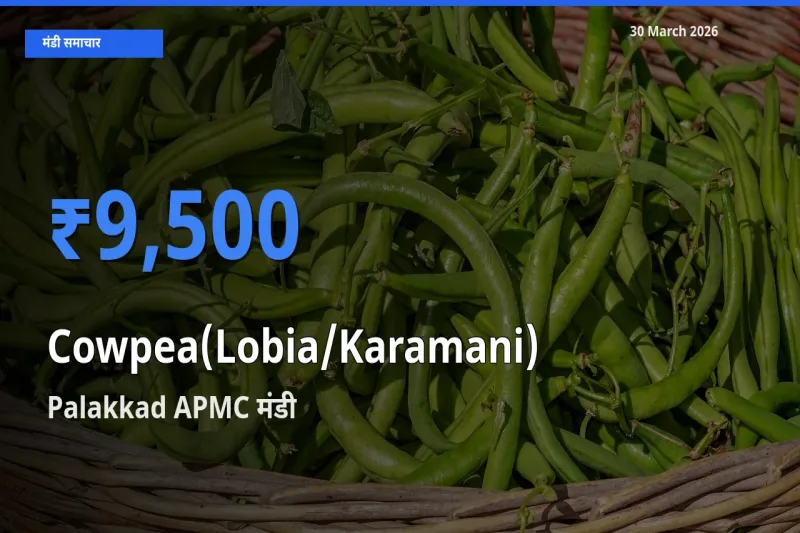 30 March अपडेट: लोबिया (करमानी) के सबसे ऊँचे दाम Palakkad APMC मंडी में