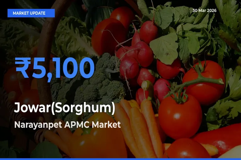 Market Watch: Narayanpet APMC Becomes Top Mandi for Jowar(Sorghum)