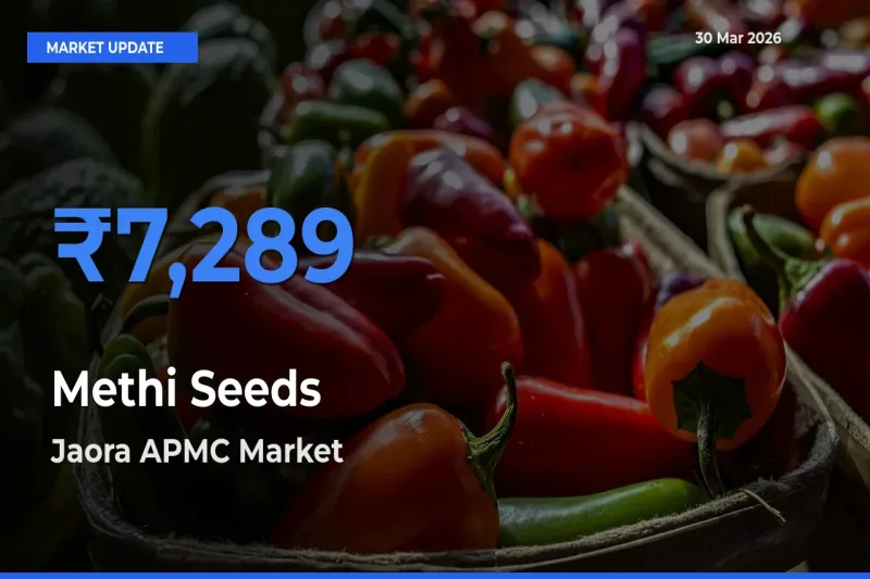 Jaora APMC Emerges as Top Mandi for Methi Seeds Prices Today
