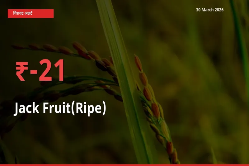 स्थानीय मंडी में पका कटहल के दाम अचानक 21.44% गिरे, किसानों की चिंता बढ़ी
