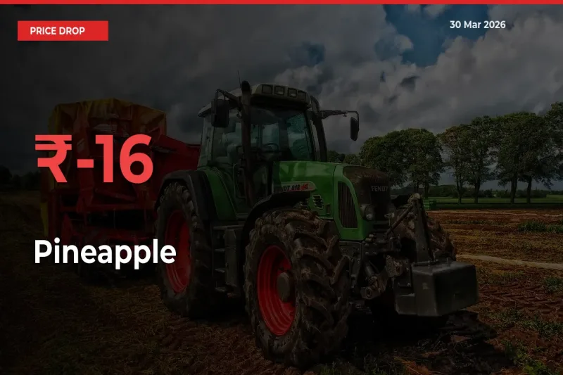 Sharp Fall! Pineapple Prices Plunge 16.32% in a Day at Key Mandis