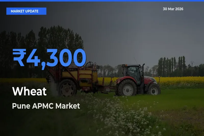 Farmers Prefer Pune APMC as Wheat Hits Highest Rate