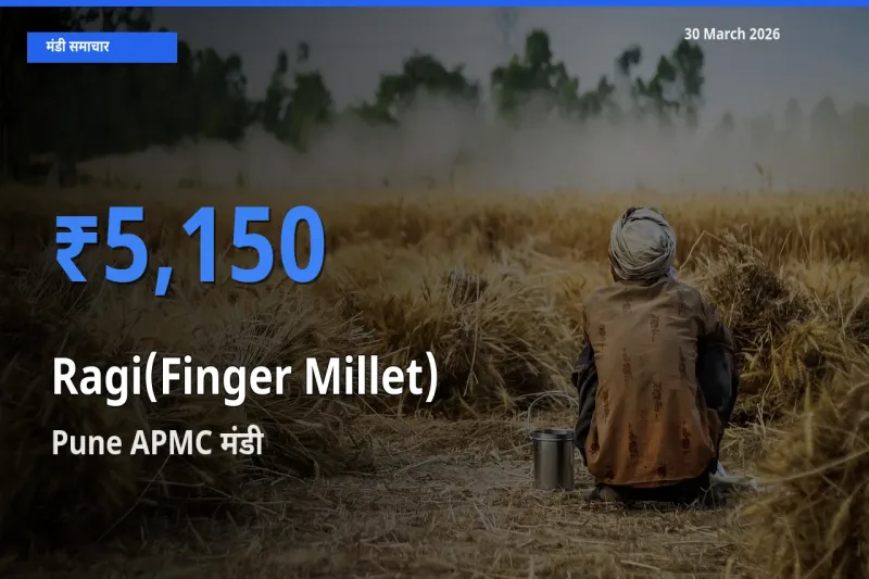 आज रागी के सबसे ऊँचे दाम ₹5,150 Pune APMC मंडी में