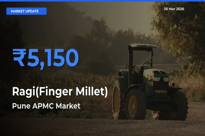 Pune APMC Records Highest ₹5,150 Rate for Ragi(Finger Millet)