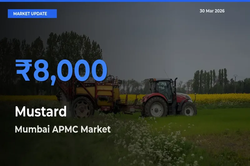 Market Watch: Mumbai APMC Becomes Top Mandi for Mustard