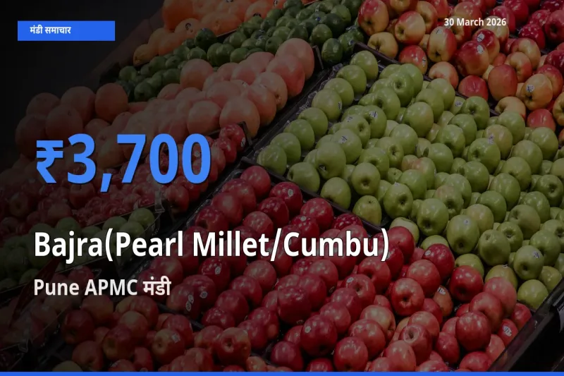 Pune APMC में बाजरा (मोती बाजरा/कंबू) का आज सबसे ऊँचा भाव