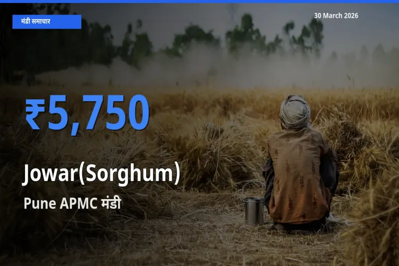 Pune APMC में ज्वार का आज सबसे ऊँचा भाव
