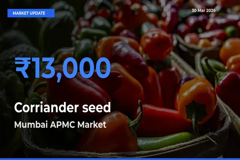 Mumbai APMC Emerges as Top Mandi for Corriander seed Prices Today