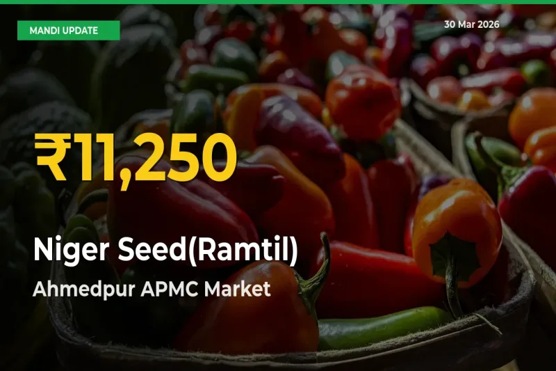 Niger Seed(Ramtil) Price Rally Continues – Ahmedpur APMC Hits Fresh High Today