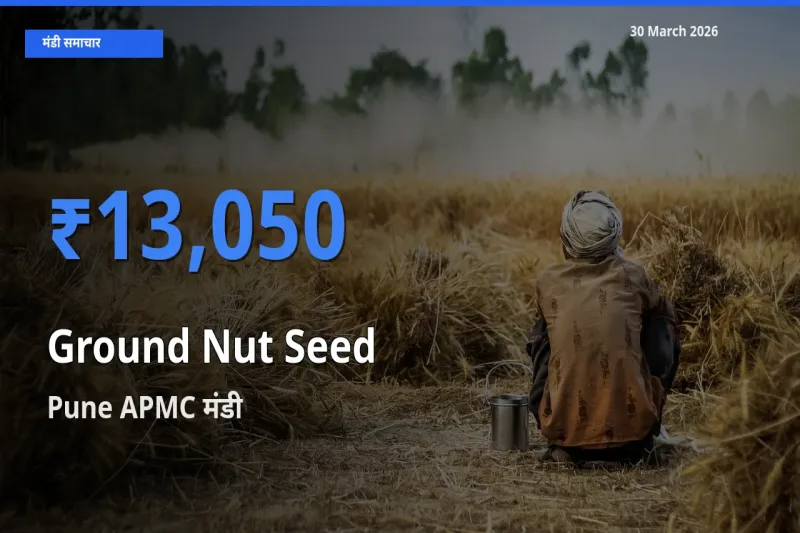 Pune APMC में मूंगफली बीज का आज सबसे ऊँचा भाव