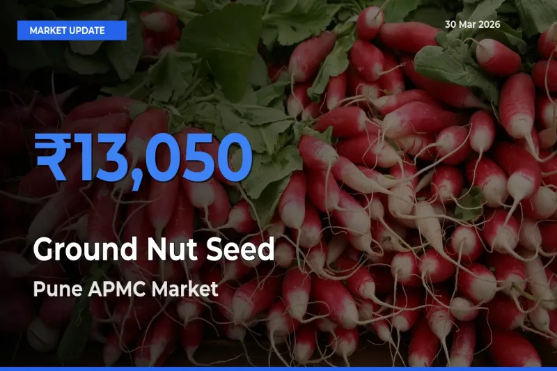 Farmers Prefer Pune APMC as Ground Nut Seed Hits Highest Rate