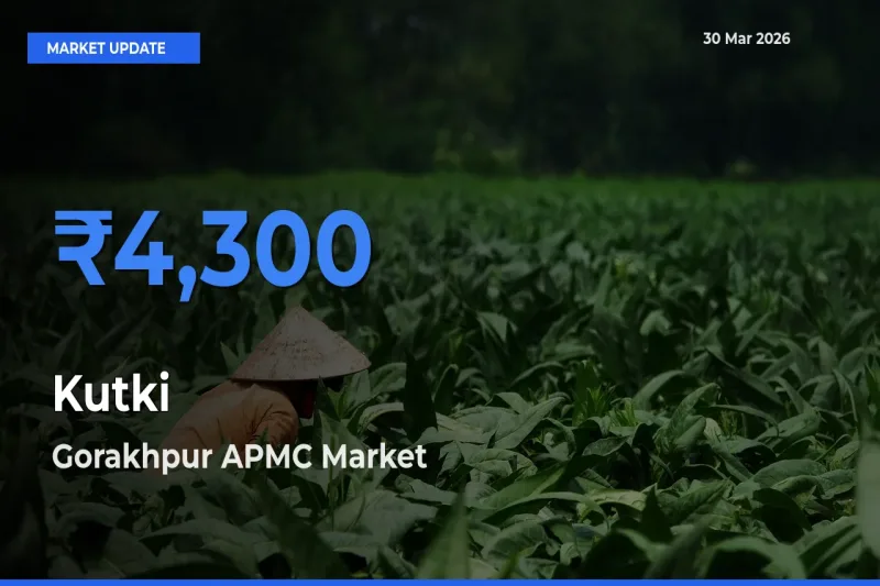 Farmers Prefer Gorakhpur APMC as Kutki Hits Highest Rate