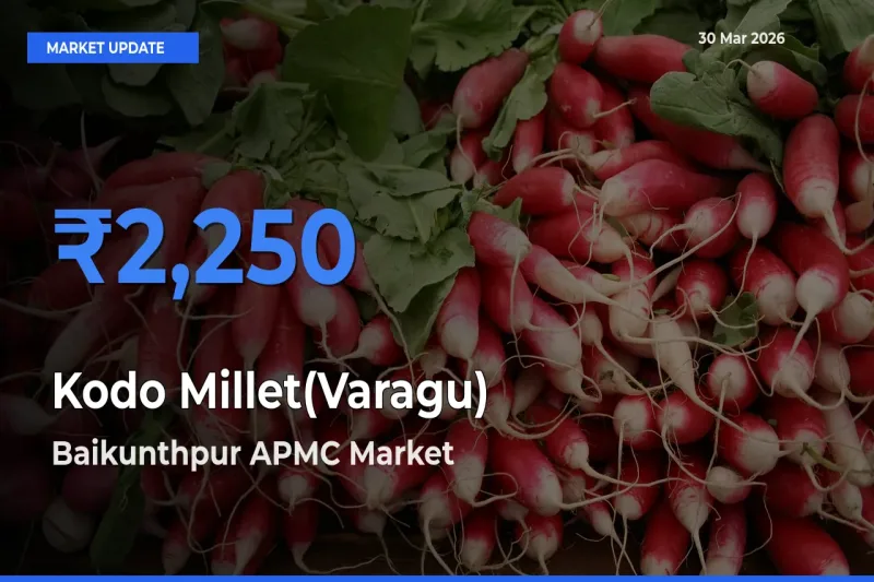 Baikunthpur APMC Records Highest ₹2,250 Rate for Kodo Millet(Varagu)