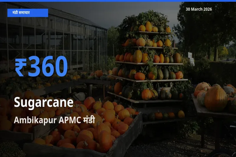 आज गन्ना के सबसे ज़्यादा दाम Ambikapur APMC मंडी में दर्ज