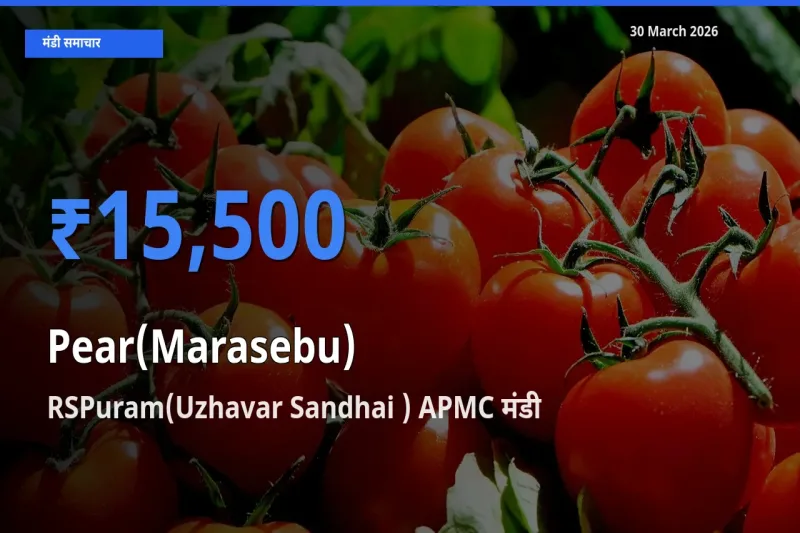 बाज़ार संकेत: RSPuram(Uzhavar Sandhai ) APMC बना नाशपाती के लिए आज की टॉप मंडी