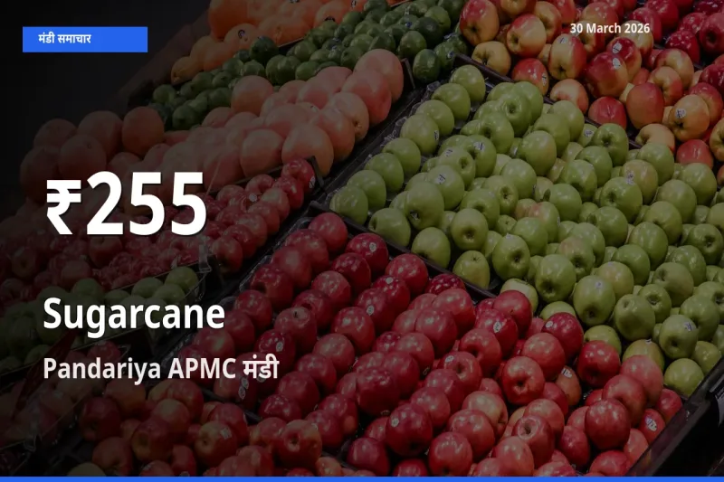 किसानों के लिए चिंता का विषय? गन्ना के दाम Pandariya APMC में 30 दिन के न्यूनतम स्तर पर