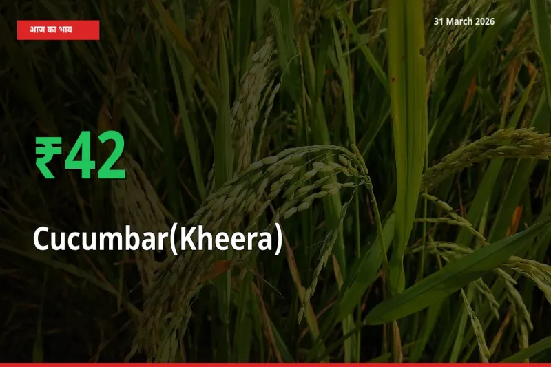 स्थानीय मंडी में खीरा के दाम अचानक 41.74% उछले, किसान सतर्क