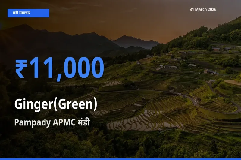आज अदरक (हरा) के सबसे ऊँचे दाम ₹11,000 Pampady APMC मंडी में