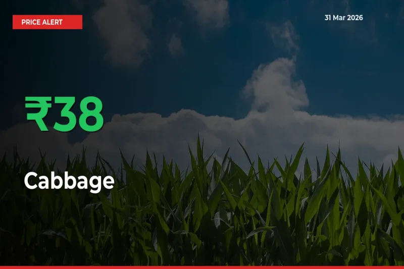 Cabbage Mandi Rate Today: Prices Jump 38.16% at Market
