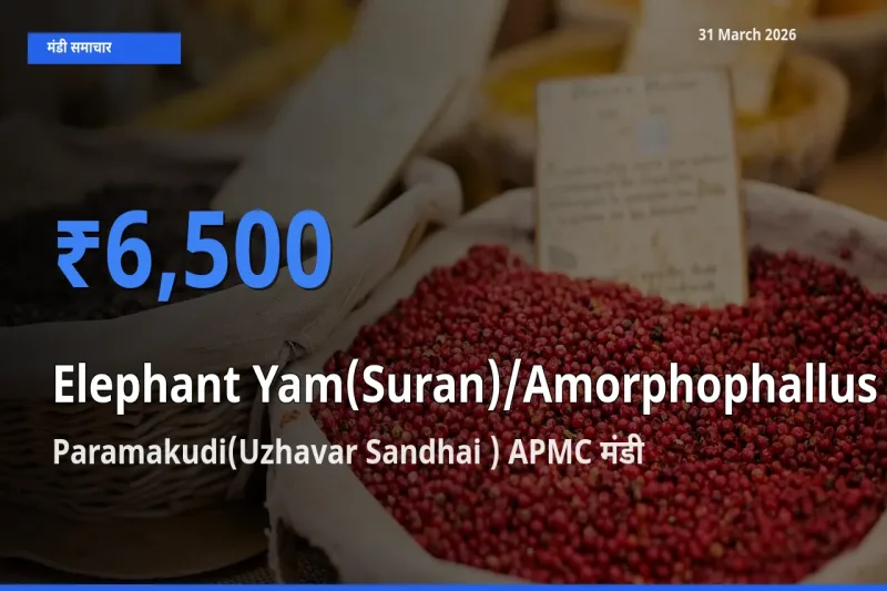 आज जिमीकंद (सूरन) के सबसे ऊँचे दाम ₹6,500 Paramakudi(Uzhavar Sandhai ) APMC मंडी में