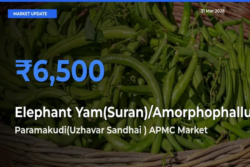 Paramakudi(Uzhavar Sandhai ) APMC Tops Elephant Yam(Suran)/Amorphophallus Rates – March 31 Market Update