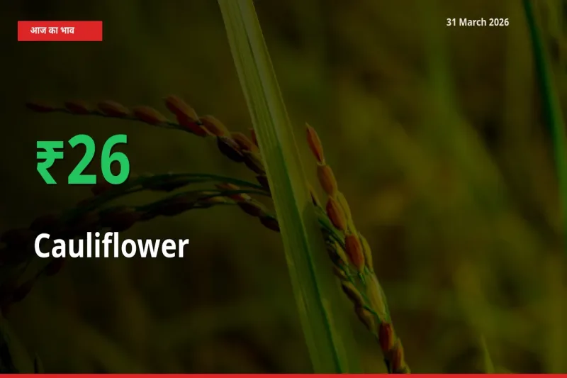 फूलगोभी 26.16% उछला, मंडी