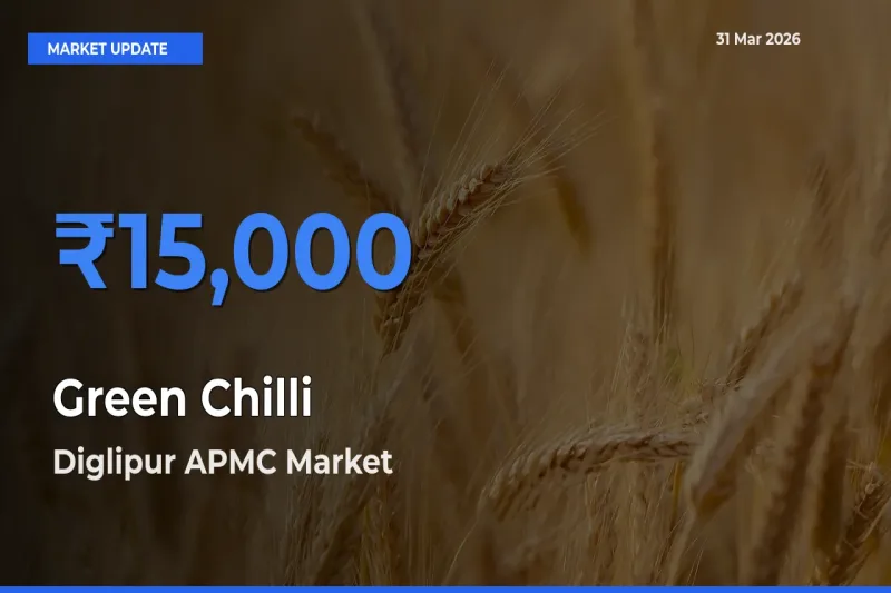 Green Chilli Mandi Rate Today: Diglipur APMC Tops the List