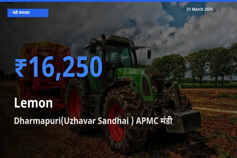 31 March अपडेट: नींबू के सबसे ऊँचे दाम Dharmapuri(Uzhavar Sandhai ) APMC मंडी में
