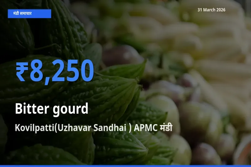 Kovilpatti(Uzhavar Sandhai ) APMC मंडी में आज करेला के सबसे ऊँचे दाम दर्ज